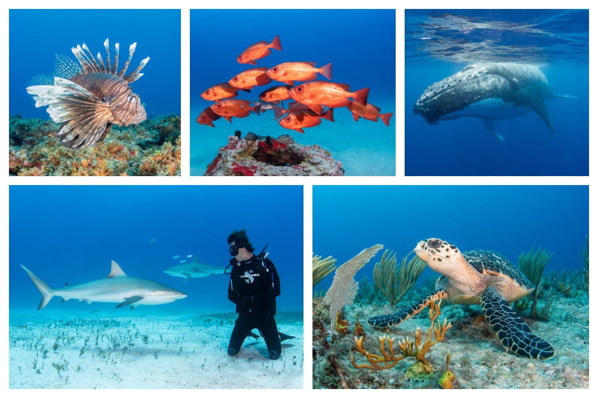 SXM Divers – Diving St. Martin – St. Maarten – Shark Dive, Turtle, Tropical Fish – Professional Guidance Diving in SXM - Divers, Whale Season, Turtles, Sharks, Snapper, Angelfish, Lionfish, Parrot Fish - St Martin, Maarten