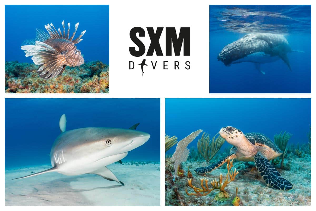 Diving in St. Martin - St. Maarten - Sharks, Whales, Lionfish, Turtles, Tuna, Snapper - Dive SXM
