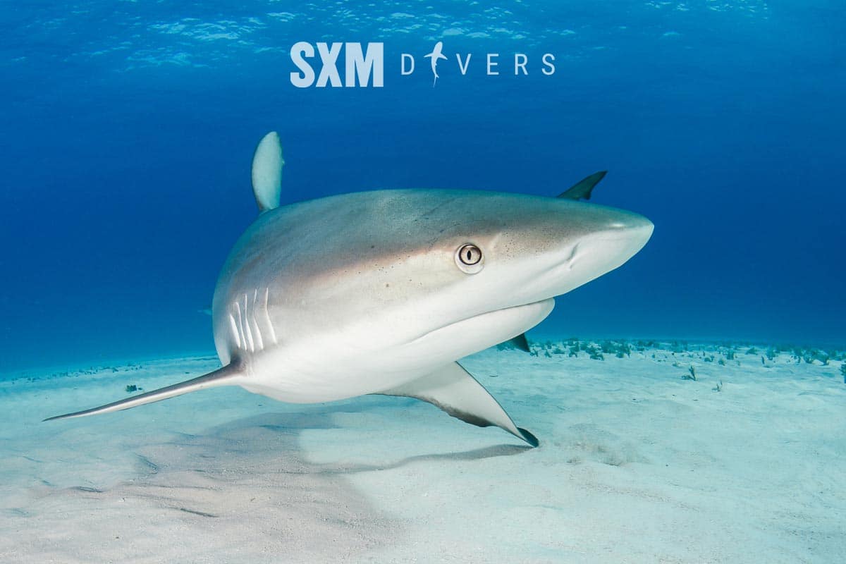 Shark diving in the Bahamas—Caribbean reef sharks circling divers in clear blue waters.