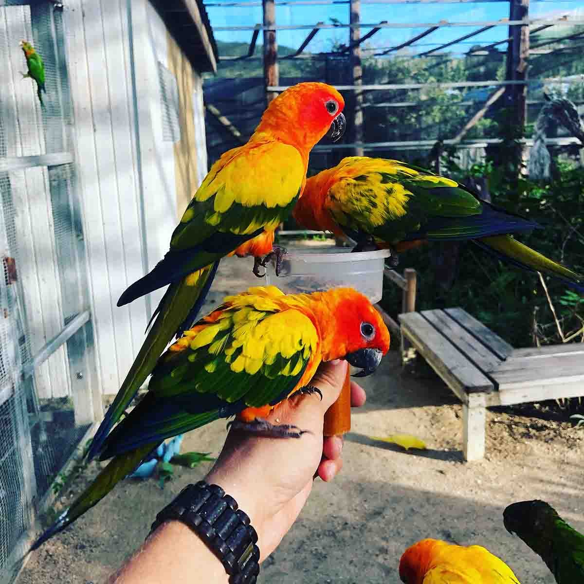 Birdpark - Parotte Ville St Martin - A Bird paradise, great activity for children!