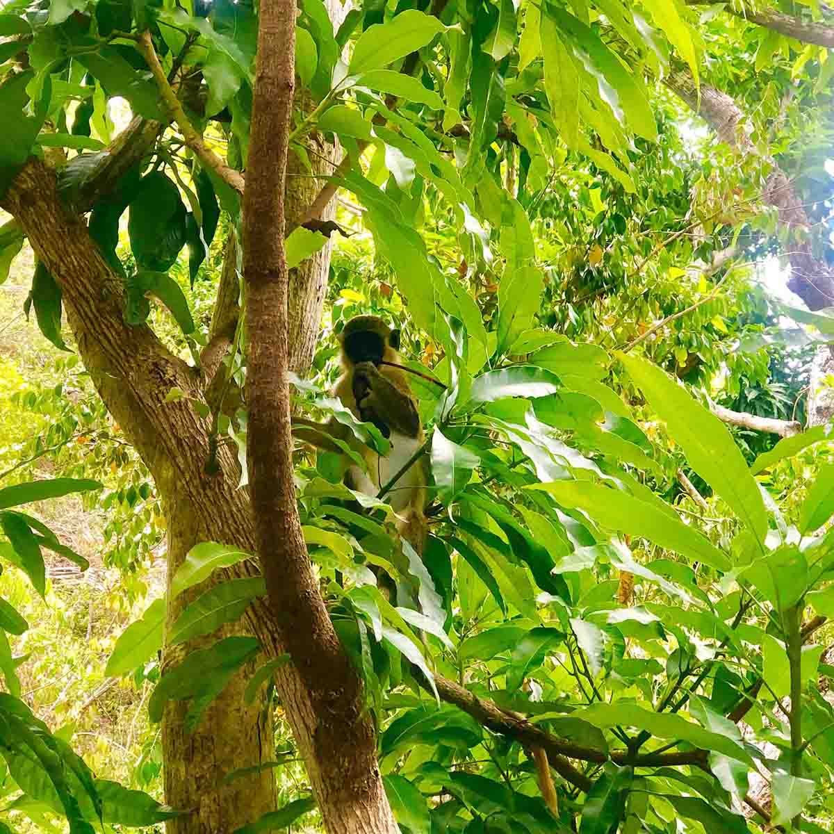 Monkeys at Pic Paradis stealing a sunglasses