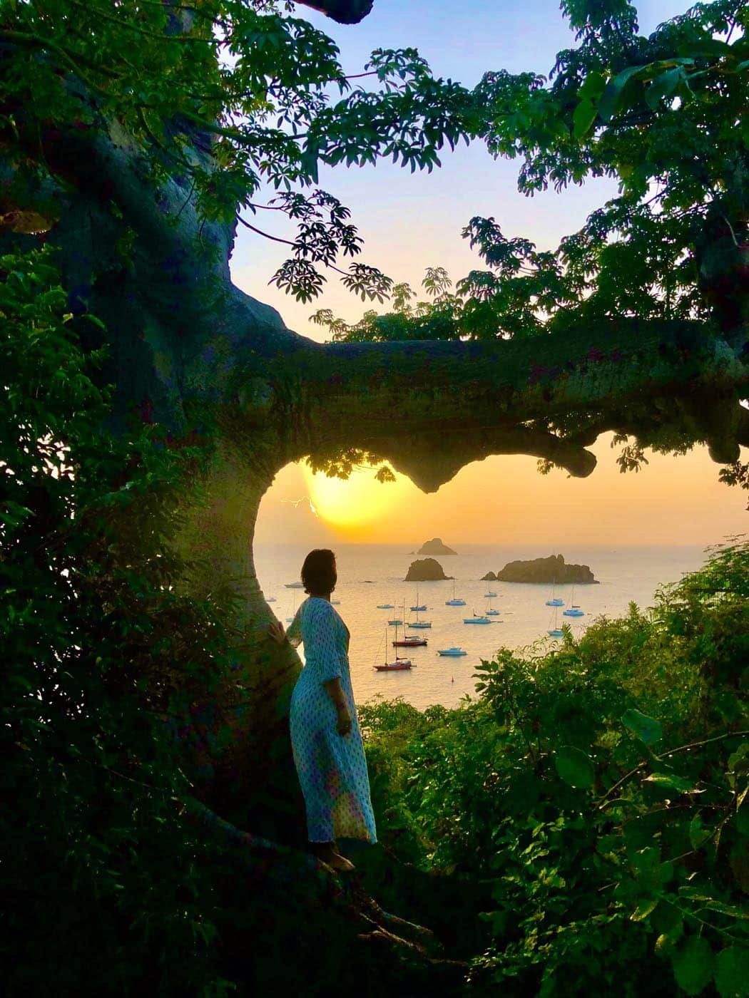 “La Love Tree” century-old tree “L’Arbre au Cœur” in Gustavia, overlooking sunset, St. Barths.