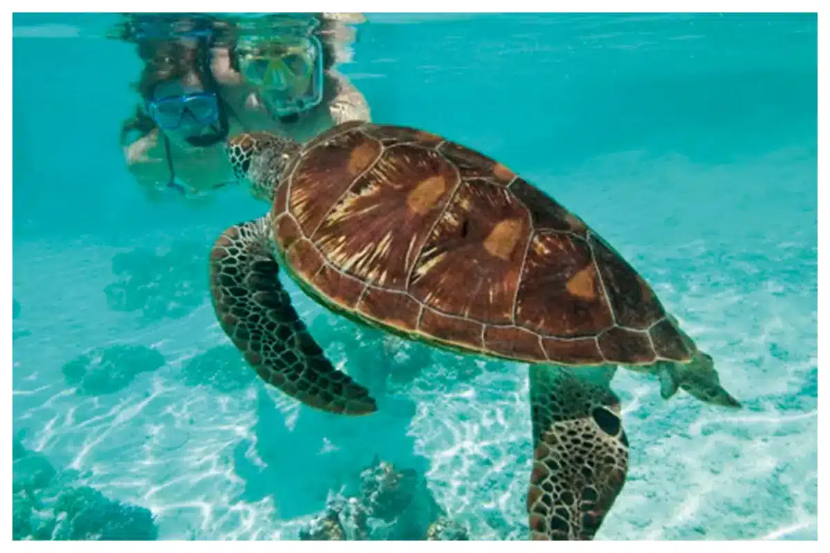 Snorkeling - Diving SXM, St. Barths - Best spots, dive, diving companies, turtles, ray, fish, shark - St Maarten - St Martin