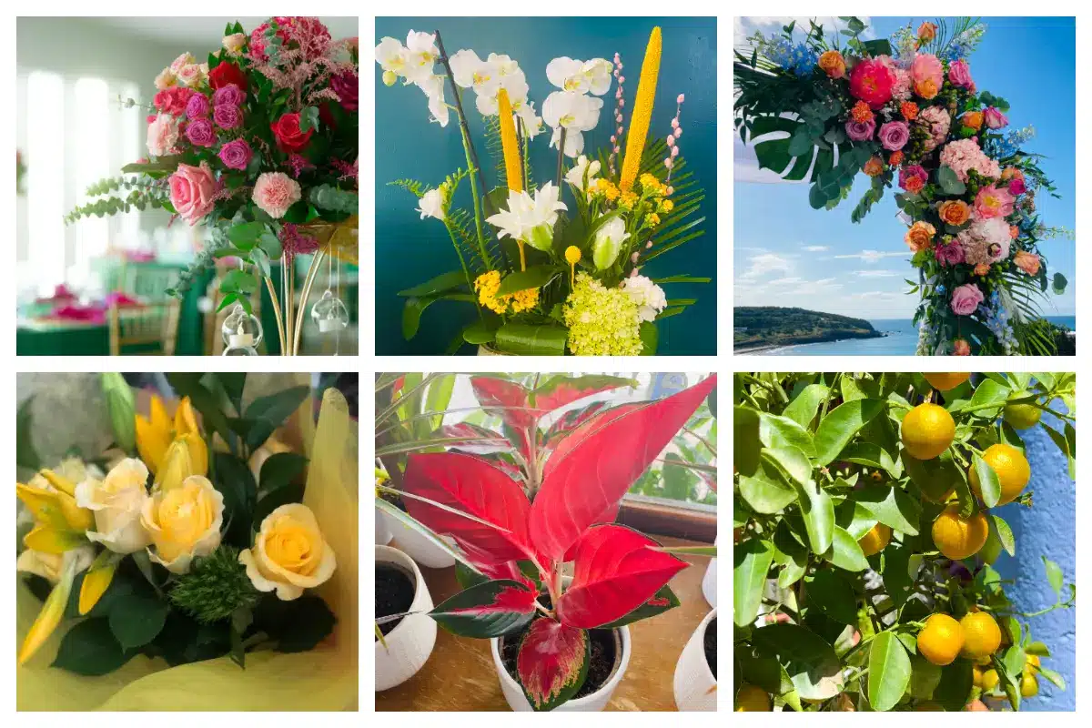 Flowers in SXM - Bouquets, Rose, Orchide, Roses, Fruit Tree, Succulents, Plants