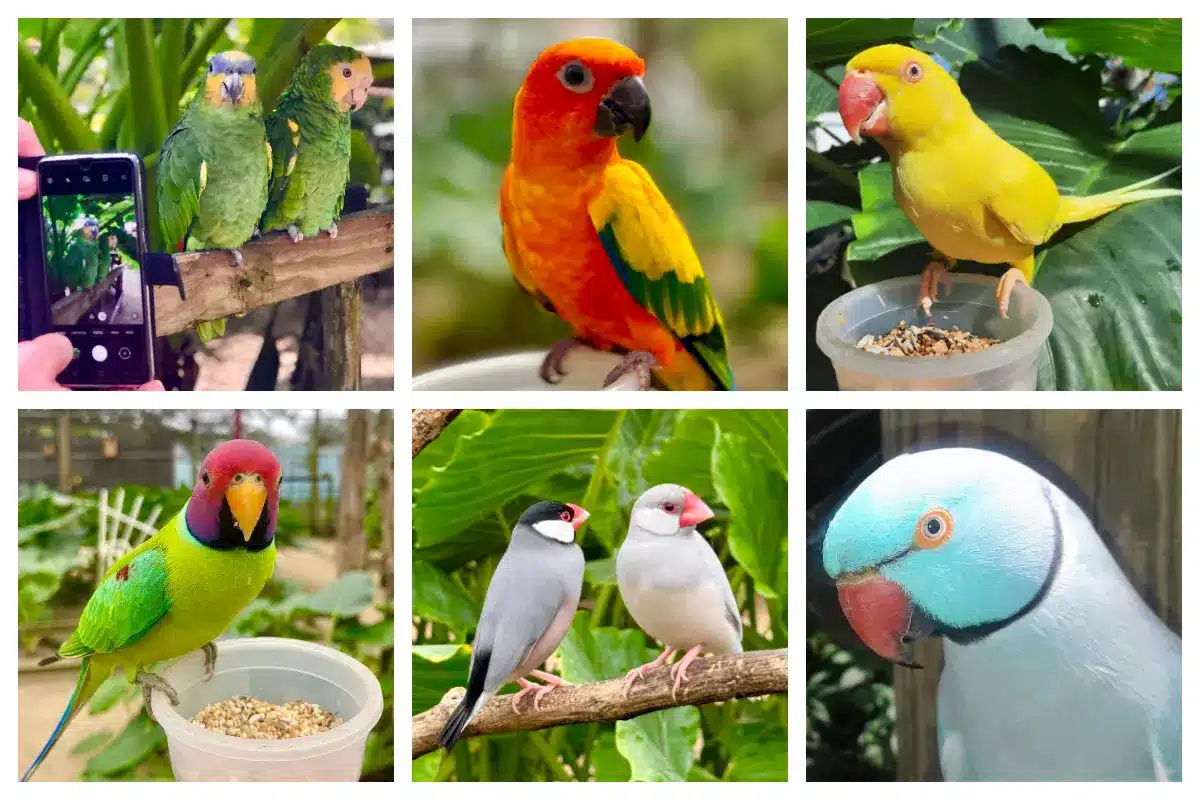 Parc ornithologique - Volière Parotte Ville | Activité familiale à petit  budget n°1 SXM - We Are! SXM
