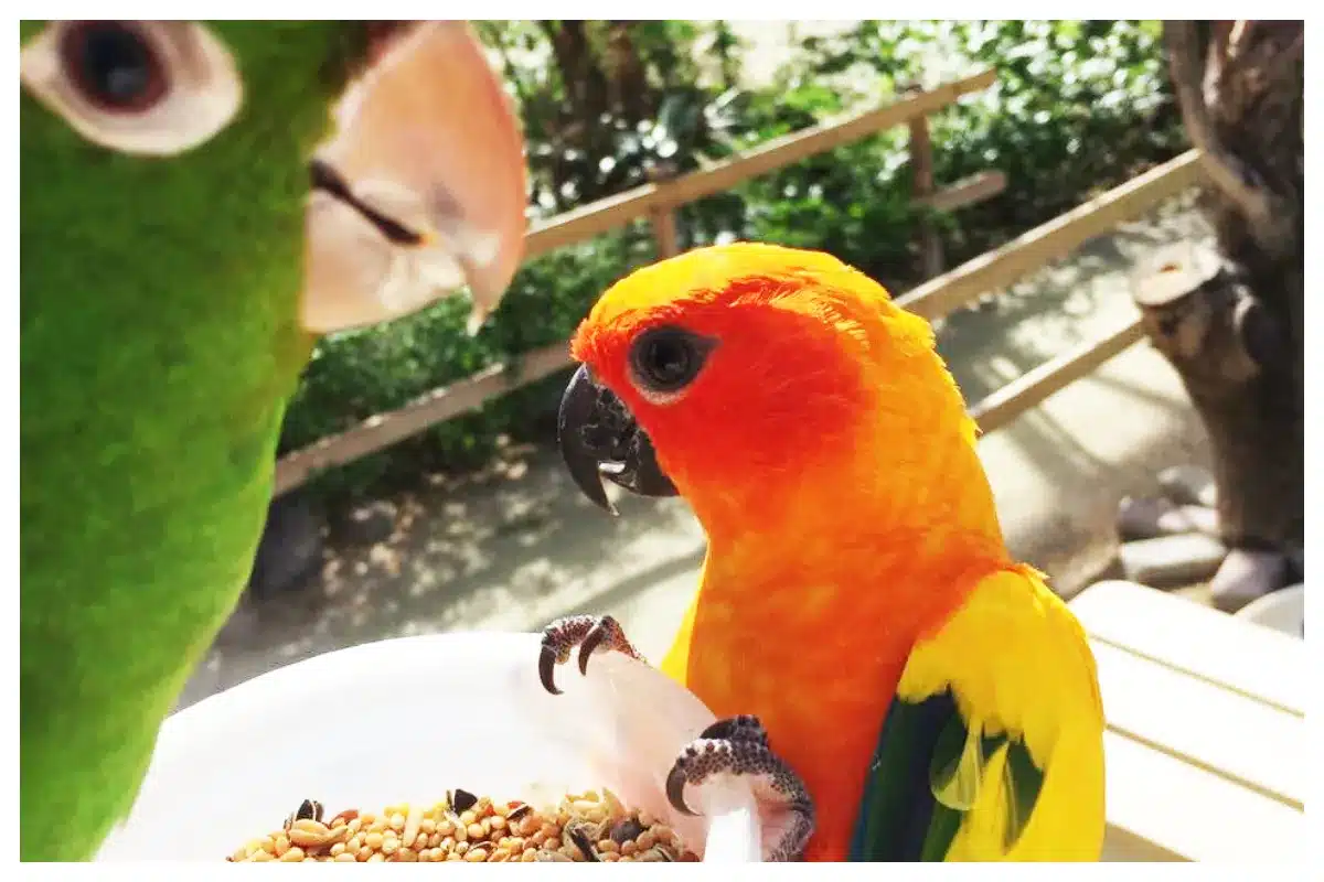 Bird Park, Beautiful Bird, Saint Martin