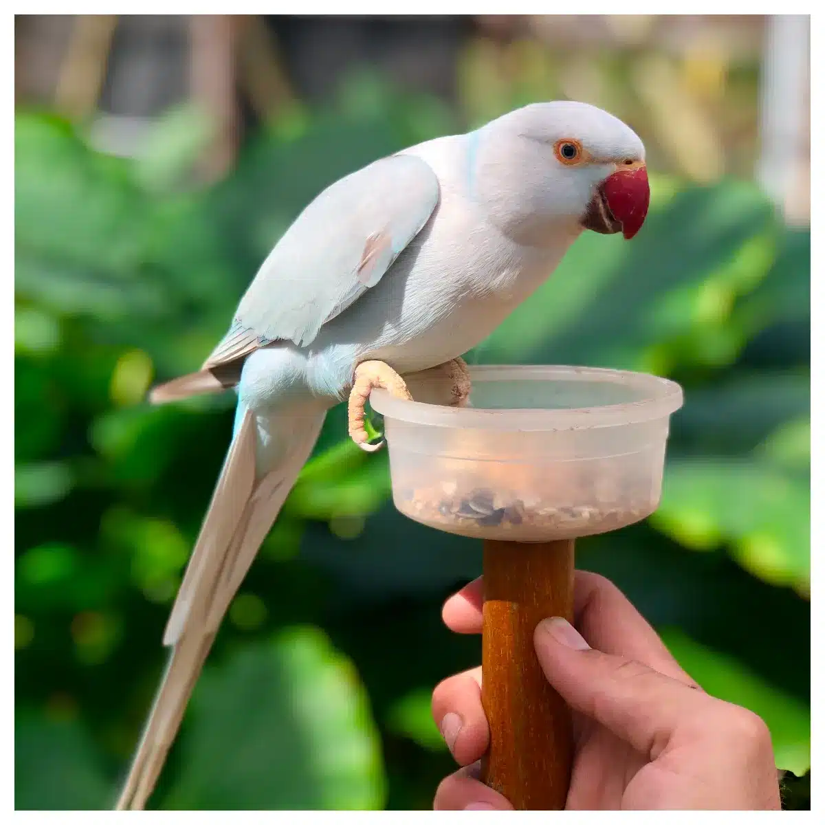 Bird Park, Beautiful Bird, Saint Martin