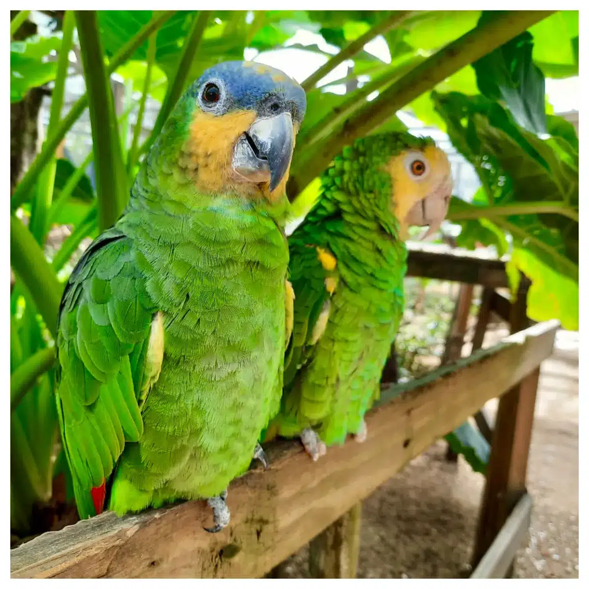 Bird Park, Beautiful Bird, Saint Martin