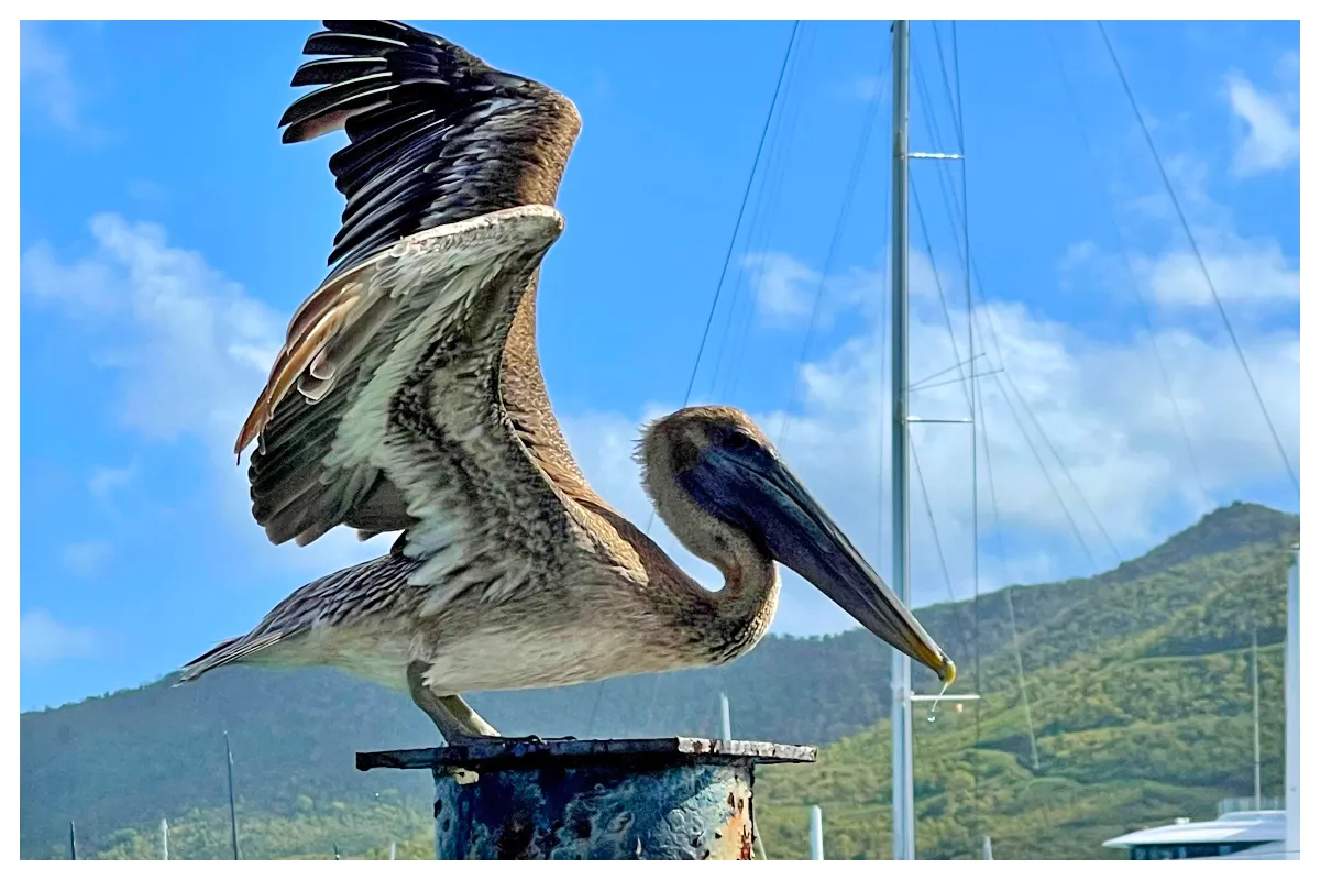 St.Maarten Nataional BIrd , Brown Pelican