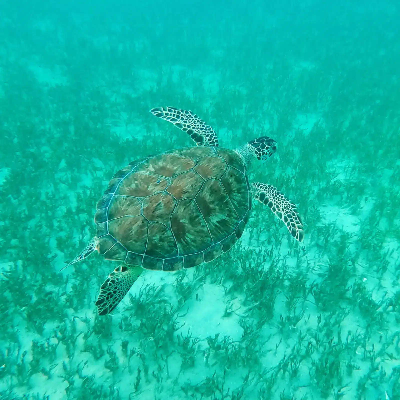 Ever Glorious Bali 45FT Catamaran Charter FT2