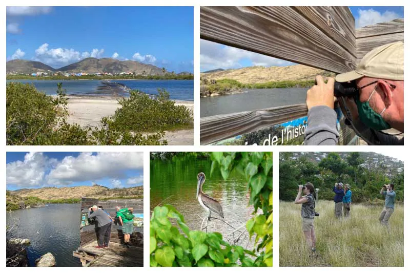 Birding Tour – Bird Watching Trip, Caribbean Island Birds, Pelican, Nature, Professional Guide FT Birding Tour - Bird Watching Trip, Caribbean Island Birds, Pelican, Nature, Professional Guide